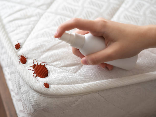 Best Termite Control Services  in La Conner, WA